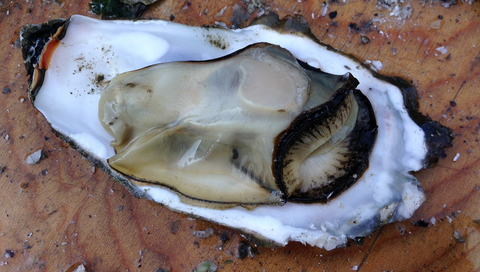 oysters contain zinc which helps testosterone production