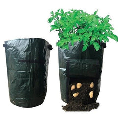 Potatoes growing in a potato grow bag, showing the window flap open where you can reach the grown potatoes without disturbing the plant or potatoes that are still growing.