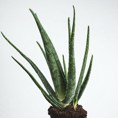 Aloe vera plant