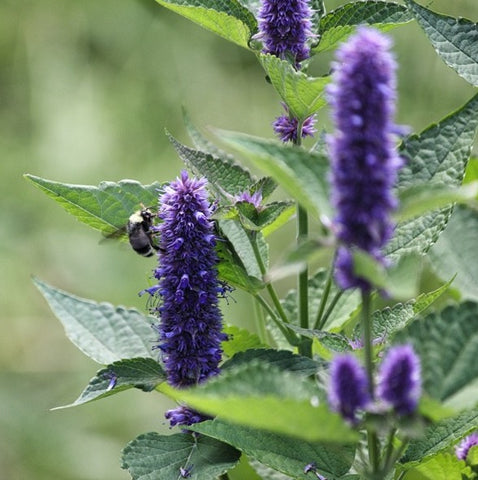 Anise hyssop flower