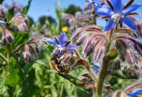 Bees Attracted to Borage Flowers