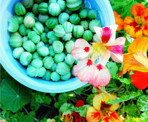 Nasturtium seed capers Pip Permaculture Magazine