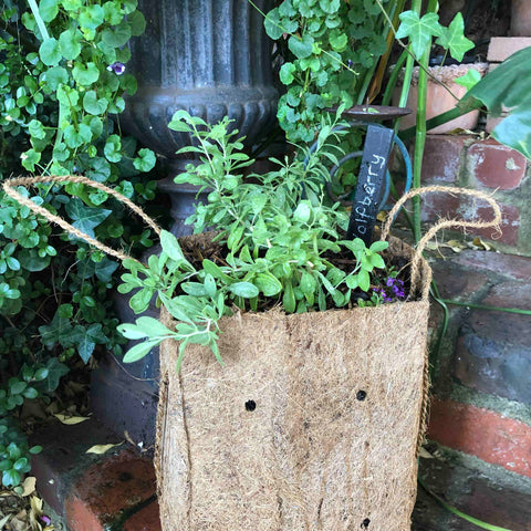 Wolfberry plant in coir planter bag