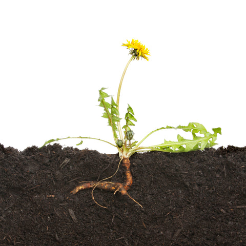 Dandelion tap roots are useful in allowing water to penetrate compacted soils.