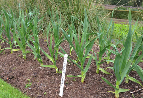 Elephant Garlic Growing in Garden