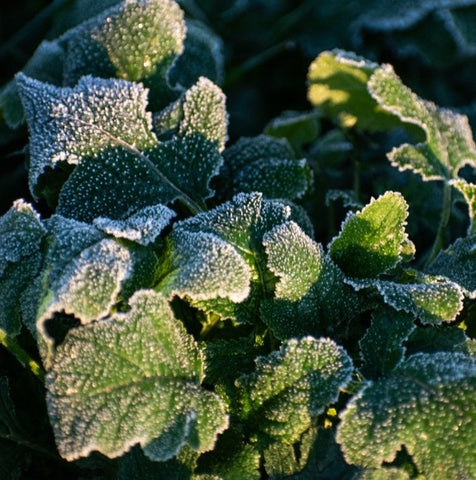Frosty garden