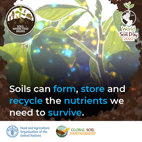 Soils form, store and recycle nutrients