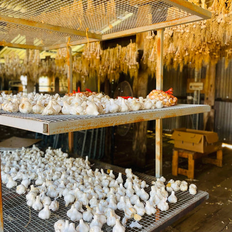 Elephant Garlic curing on our supplier's Galloway Springs Farm
