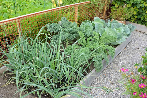 Garlic and Kale Companion Planting