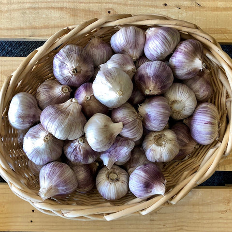 Organic WA purple striped garlic for sale