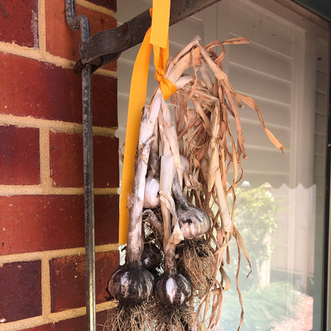 Garlic bulbs hanging outside in the shade to cure