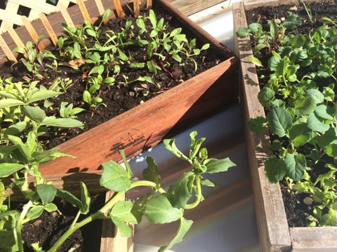 Seedlings growing in seedling flats