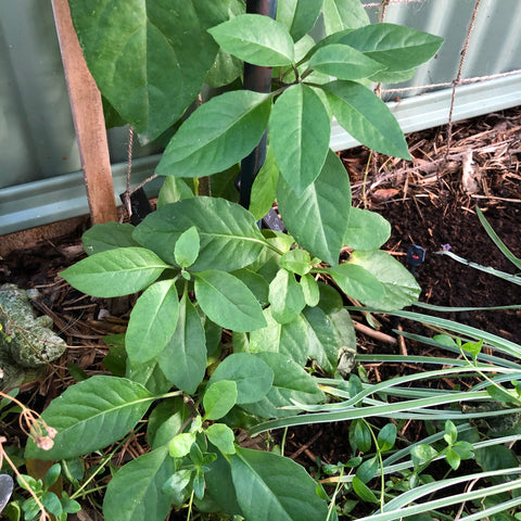 Longevity spinach growing up a trellis