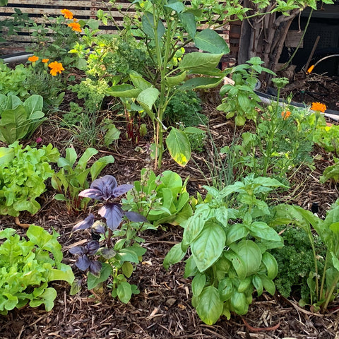 Variety of companion plants growing and thriving together in a backyard garden bad