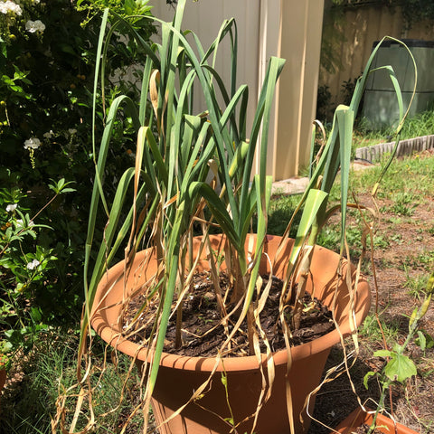 Garlic nearly ready for harvesting as you can tell by the browning leaves