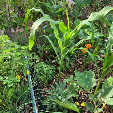 A variety of companion plants growing together in a backyard garden bed