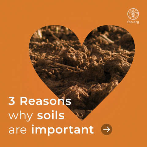 World soil day reasons why soils are important