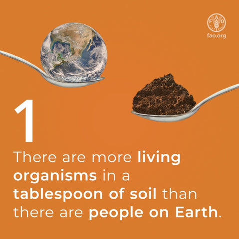 soils contain living organisms