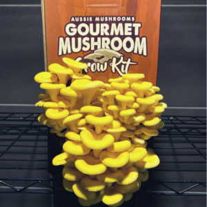 Yellow oyster mushroom grow kit