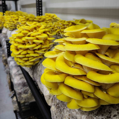 Yellow oyster mushrooms growing