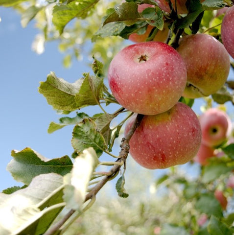 Apples on a tree branch