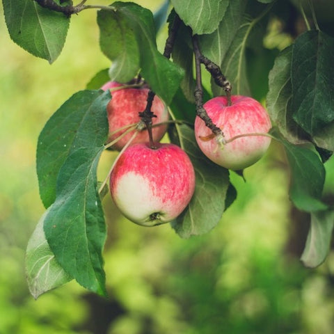 Apples on tree