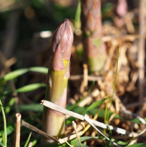 Asparagus plant in soil