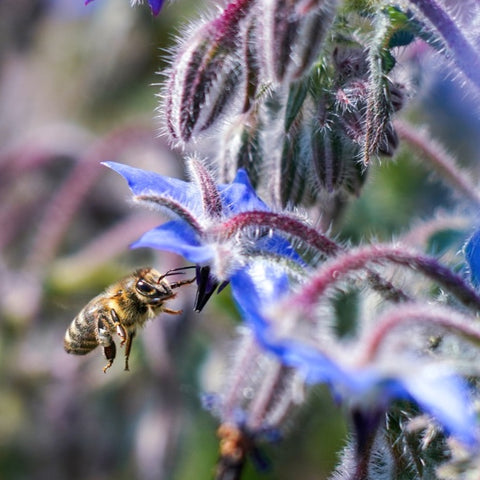 bee on borage plant