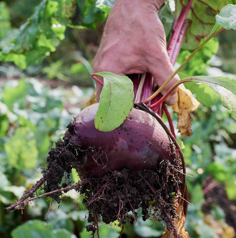 Homegrown beetroot in hand with soil on roots