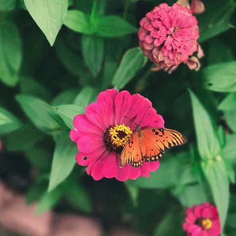 butterfly on zinnia flower