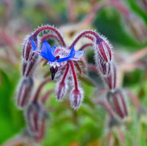 Borage flower