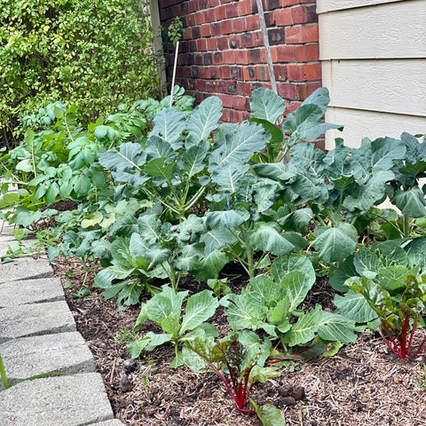 broccoli in garden bed with cabbage and potatoes