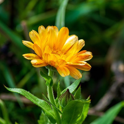 Calendula