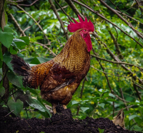 chicken in shade of tree