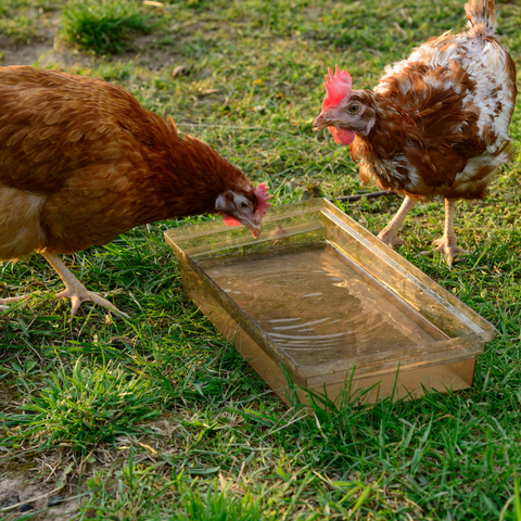 chickens drinking from shallow bowl