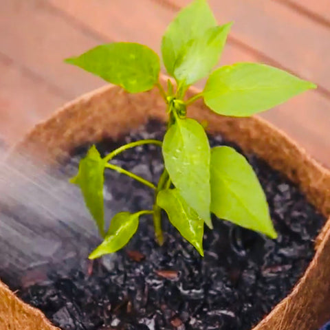 Chilli plant in square coir planter bag