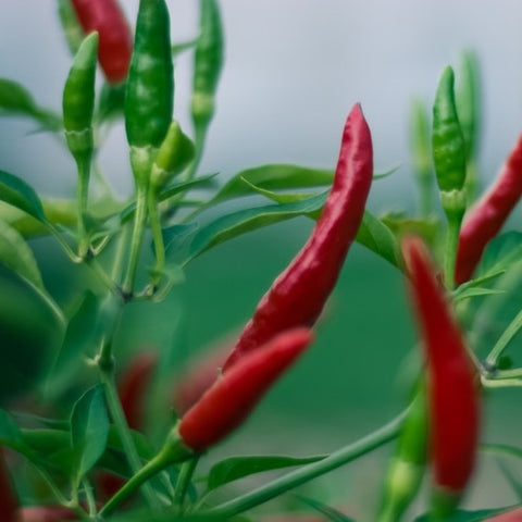 Chilli plant with red and green chillies