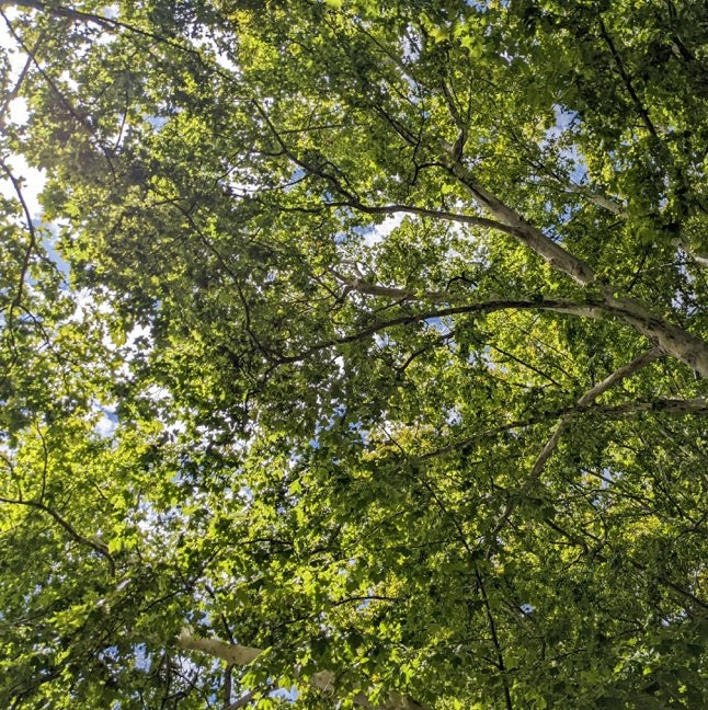 Trees in sky