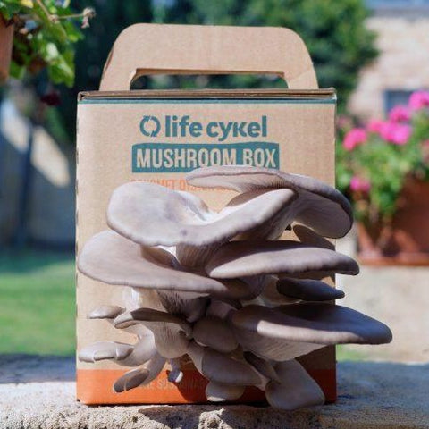 Oyster mushrooms growing out of a mushroom box