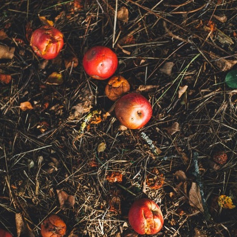 Apples in a compost heap