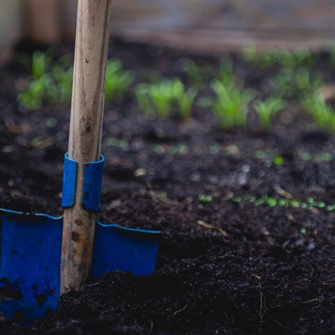 Blue spade in a vegetable garden