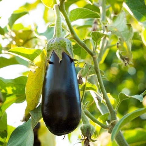 eggplant hanging from plant