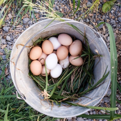 eggs in bucket
