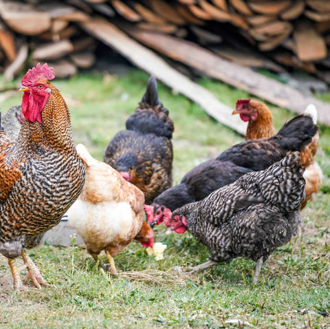 Free range chickens on grass