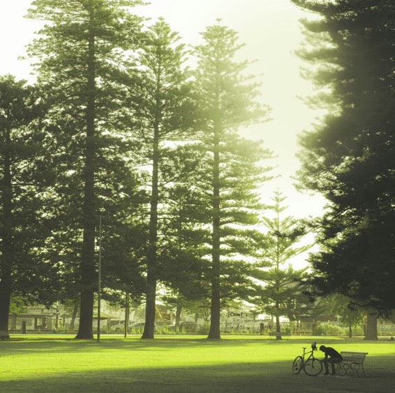 Trees in Fremantle park
