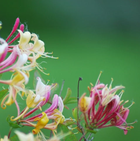 Honeysuckle flower