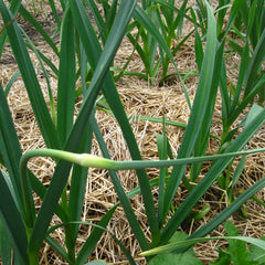 Hardneck garlic scape