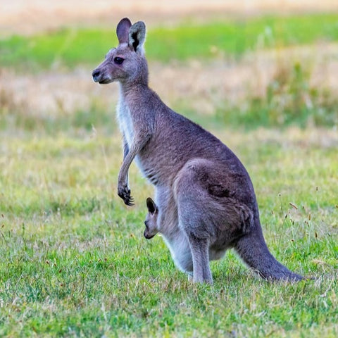 kangaroo with joey in paddock