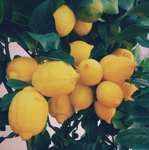 Lemons on tree