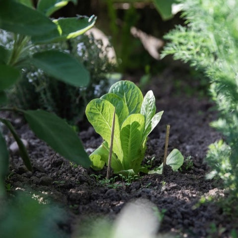 Lettuce growing in garden